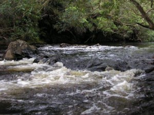 The rapids