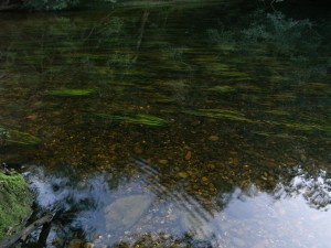 The riverbed of the Clyde River